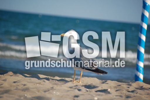 Möwe_1.JPG